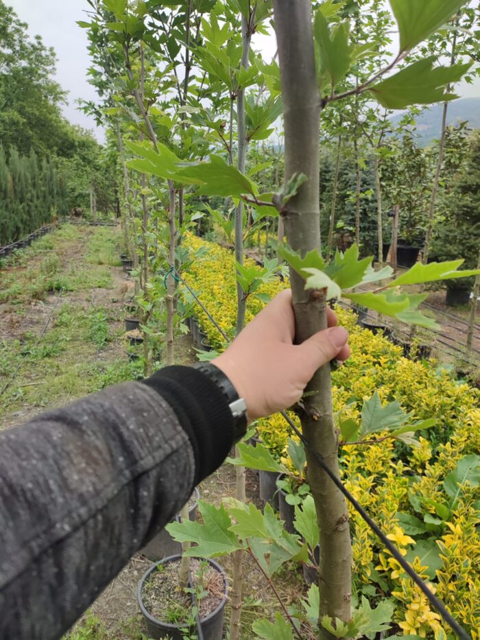 Çınar Ağacı 8-10 Kutur Çapında 3 metre üzeri - Görsel 5