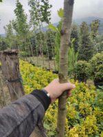 Çınar Ağacı 8-10 Kutur Çapında 3 metre üzeri - Görsel 4