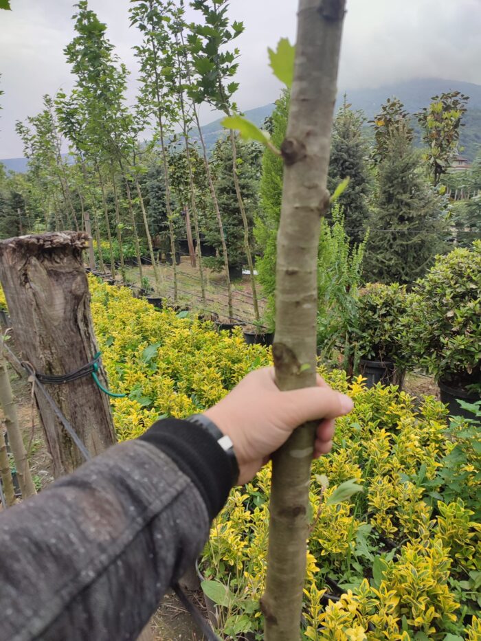 Çınar Ağacı 8-10 Kutur Çapında 3 metre üzeri - Görsel 4