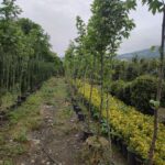 Çınar Ağacı 10-12cm Kutur Çapında 3 metre üzeri (Rootball)