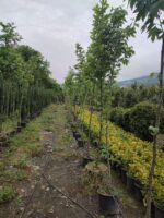 Çınar Ağacı 8-10 Kutur Çapında 3 metre üzeri - Görsel 3