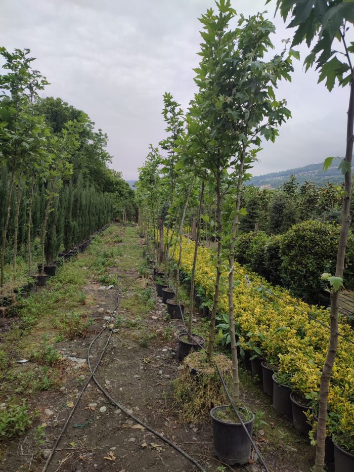 Çınar Ağacı 8-10 Kutur Çapında 3 metre üzeri - Görsel 3