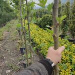 Çınar Ağacı 8-10 Kutur Çapında 3 metre üzeri