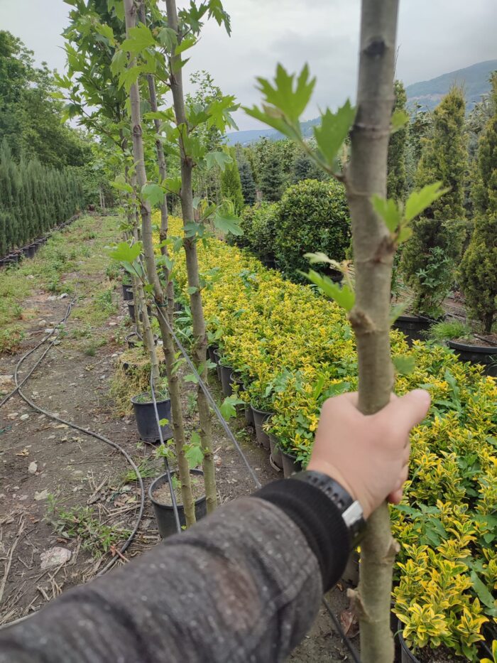 Çınar Ağacı 12-14cm Kutur Çapında 3 metre üzeri - Görsel 3