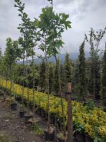 Çınar Ağacı 8-10 Kutur Çapında 3 metre üzeri - Görsel 2