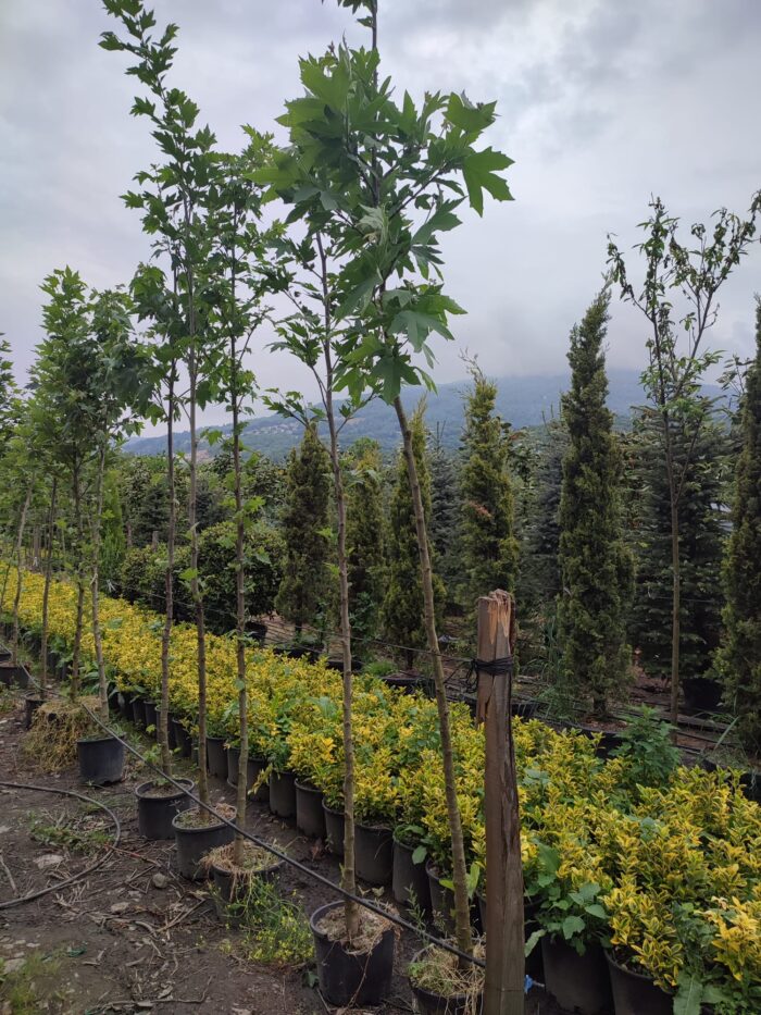 Çınar Ağacı 8-10 Kutur Çapında 3 metre üzeri - Görsel 2