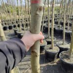 Çınar Ağacı 18-20Q Saksılı