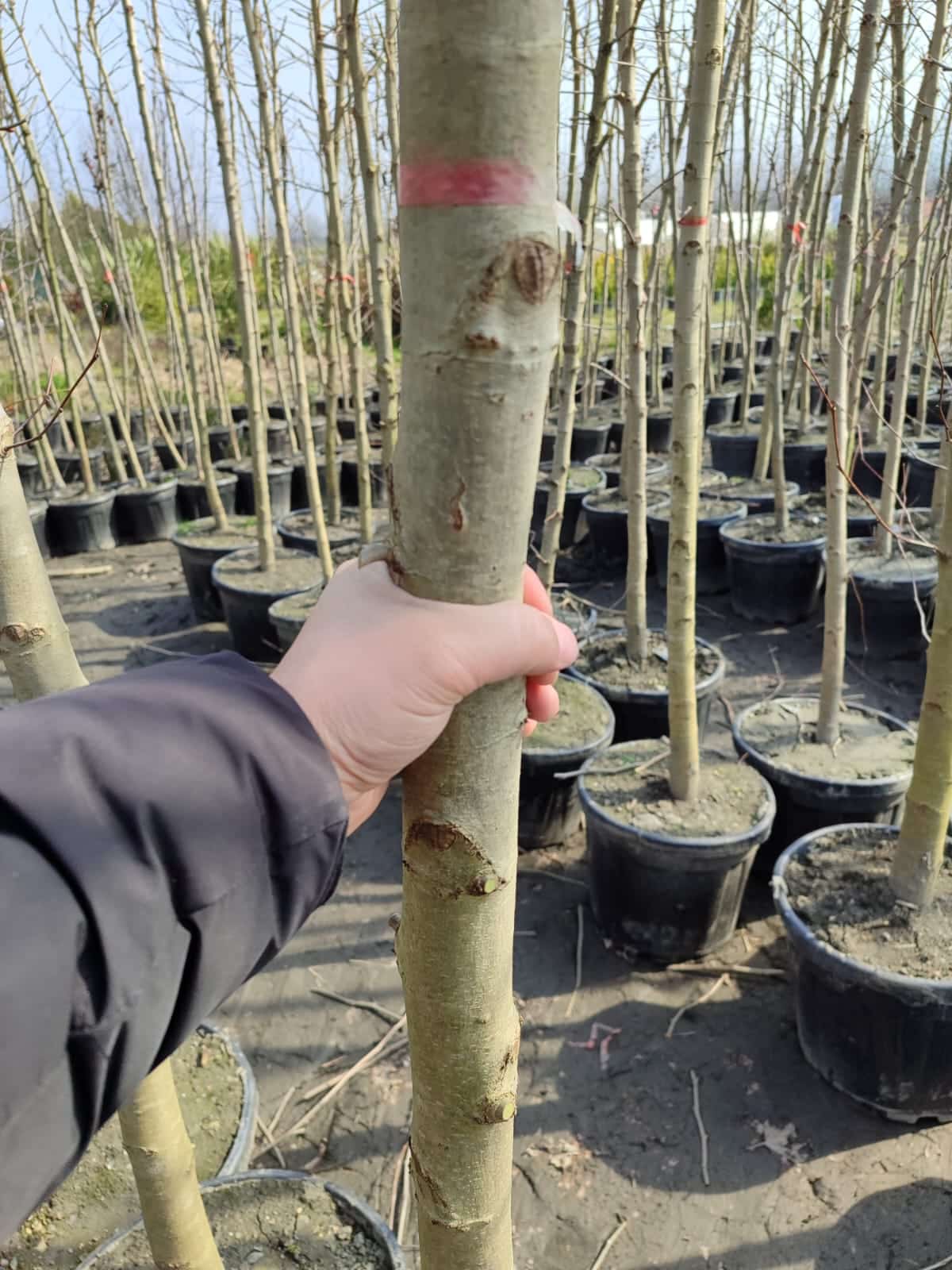 cinar-saksili-4 Çınar Ağacı 18-20Q Saksılı - Görsel 1