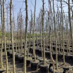 Çınar Ağacı 14-16Q Saksılı