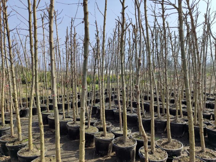 Çınar Ağacı 18-20Q Saksılı - Görsel 5