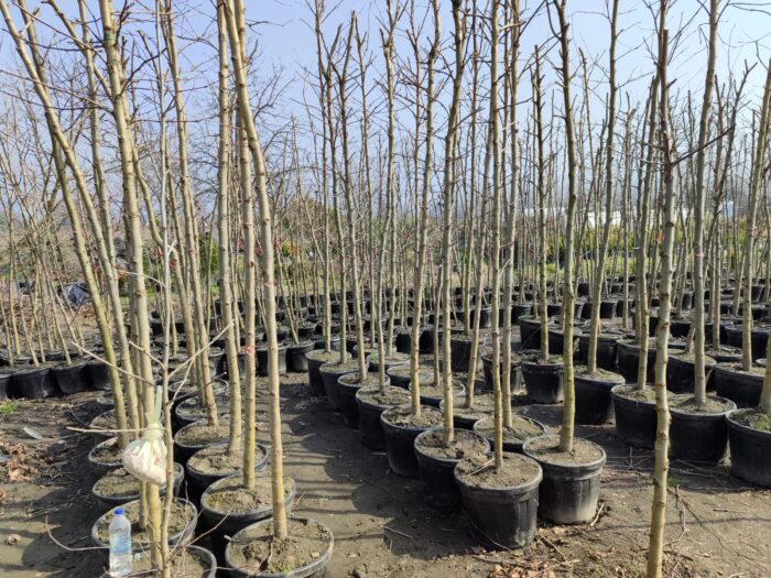 Çınar Ağacı 18-20Q Saksılı - Görsel 4