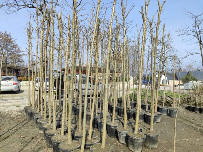 Çınar Ağacı 18-20Q Saksılı - Görsel 3