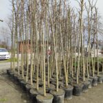 Çınar Ağacı 16-18Q Saksılı