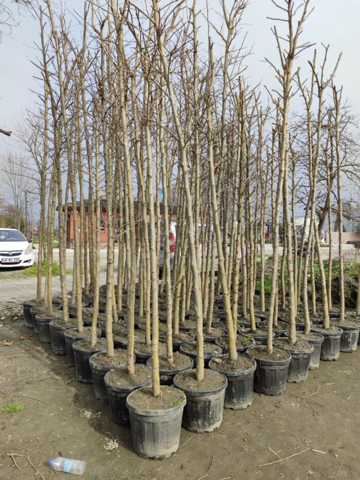 Çınar Ağacı 18-20Q Saksılı - Görsel 2