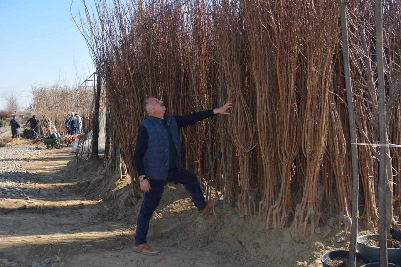 Çıplak köklü ağaçlar nasıl dikilir?