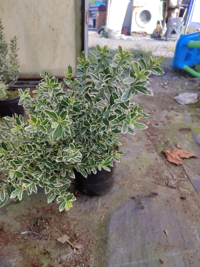 Çıtır Taflan Yeşil Beyaz Alacalı 1,5 Litre 20-30cm - Görsel 3