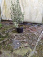 Çıtır Taflan Yeşil Beyaz Alacalı 1,5 Litre 20-30cm - Görsel 4