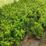 Sarı Çıtır Taflan 20-30cm boy