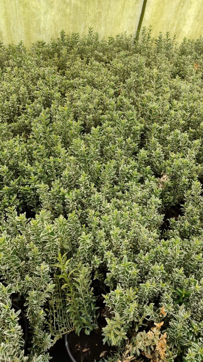 Çıtır Taflan Yeşil Beyaz Alacalı 1,5 Litre 20-30cm - Görsel 2