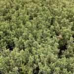 Çıtır Taflan Yeşil Beyaz Alacalı 1,5 Litre 20-30cm