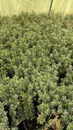 Çıtır Taflan Yeşil Beyaz Alacalı 1,5 Litre 20-30cm