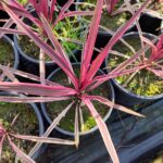 Cordyline australis 'Pink Passion' 40-60cm