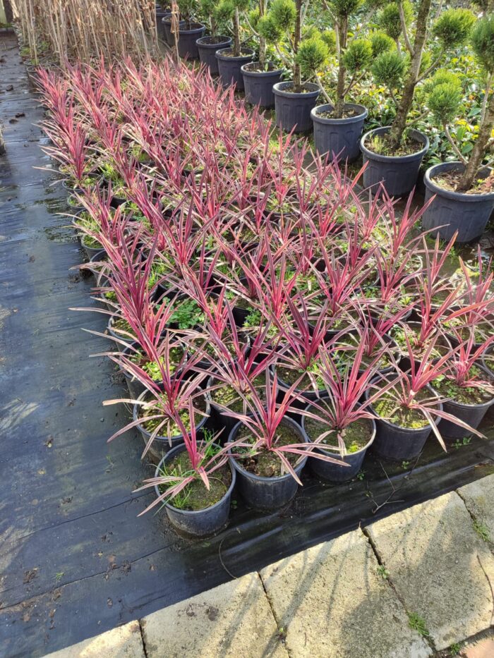 Cordyline australis 'Pink Passion' 40-60cm - Görsel 2