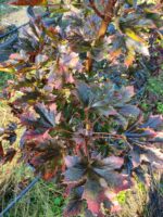 Crimson King 200cm 35 Litrelik Saksı - Görsel 2