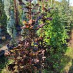 Crimson King 200cm 35 Litrelik Saksı