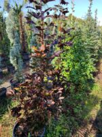 Crimson King 200cm 35 Litrelik Saksı