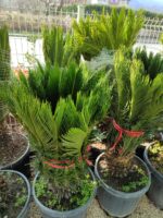 Cycas (Sikas) Palmiyesi Büyük - Görsel 3