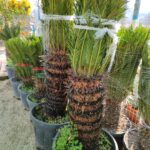 Cycas (Sikas) Palmiyesi Büyük