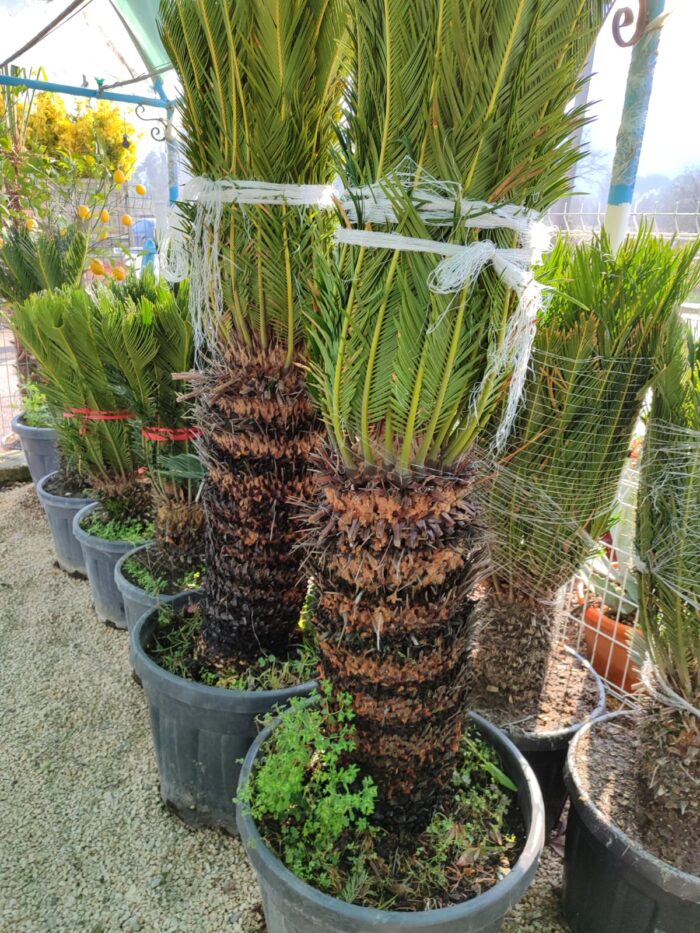 Cycas (Sikas) Palmiyesi Büyük - Görsel 2