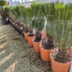 Cycas (Sikas) Palmiyesi