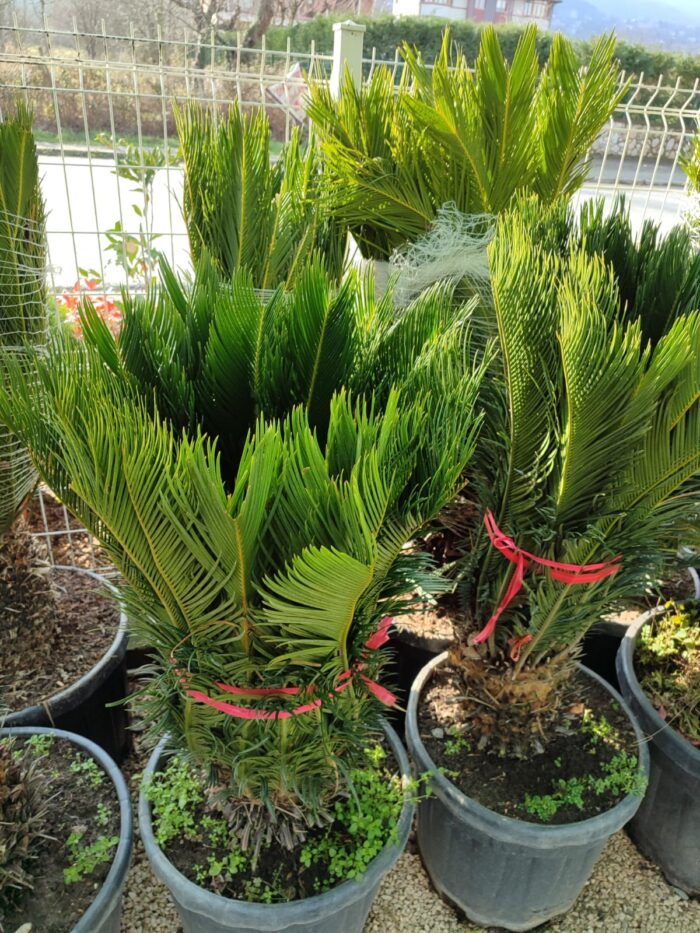 Cycas (Sikas) Palmiyesi Büyük - Görsel 3