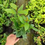 Laurus Nobilis Defne 20-30cm Boy 3 Litre Saksı