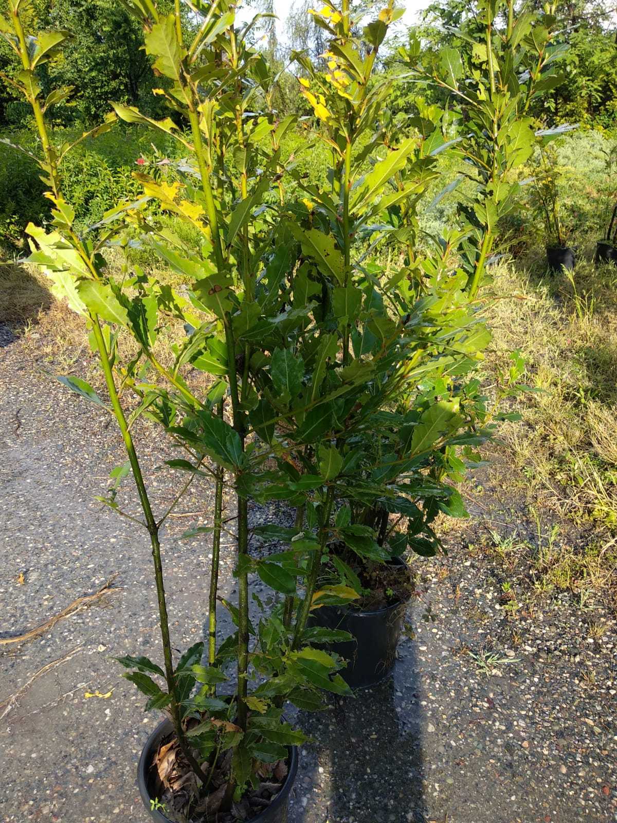 Defne Ağacı Nasıl Yetiştirilir?