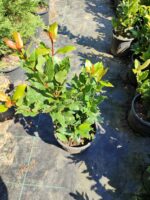 Defne 40-60cm boy 3 litre - Görsel 3