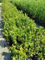 Defne 40-60cm boy 3 litre - Görsel 2