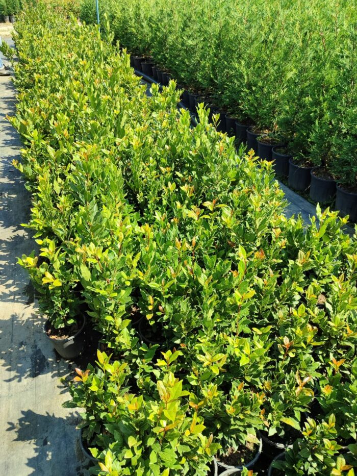 Defne 40-60cm boy 3 litre - Görsel 2