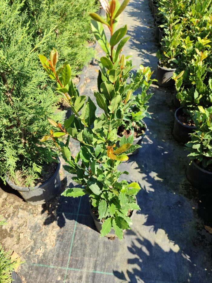 Laurus Nobilis Defne 20-30cm Boy 3 Litre Saksı - Görsel 3