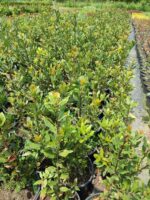 Defne (Laurus nobilis) Çalısı 80-100 cm boy - Görsel 3