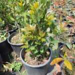 Defne (Laurus nobilis) Çalısı 80-100 cm boy