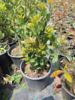 Defne (Laurus nobilis) Çalısı 80-100 cm boy