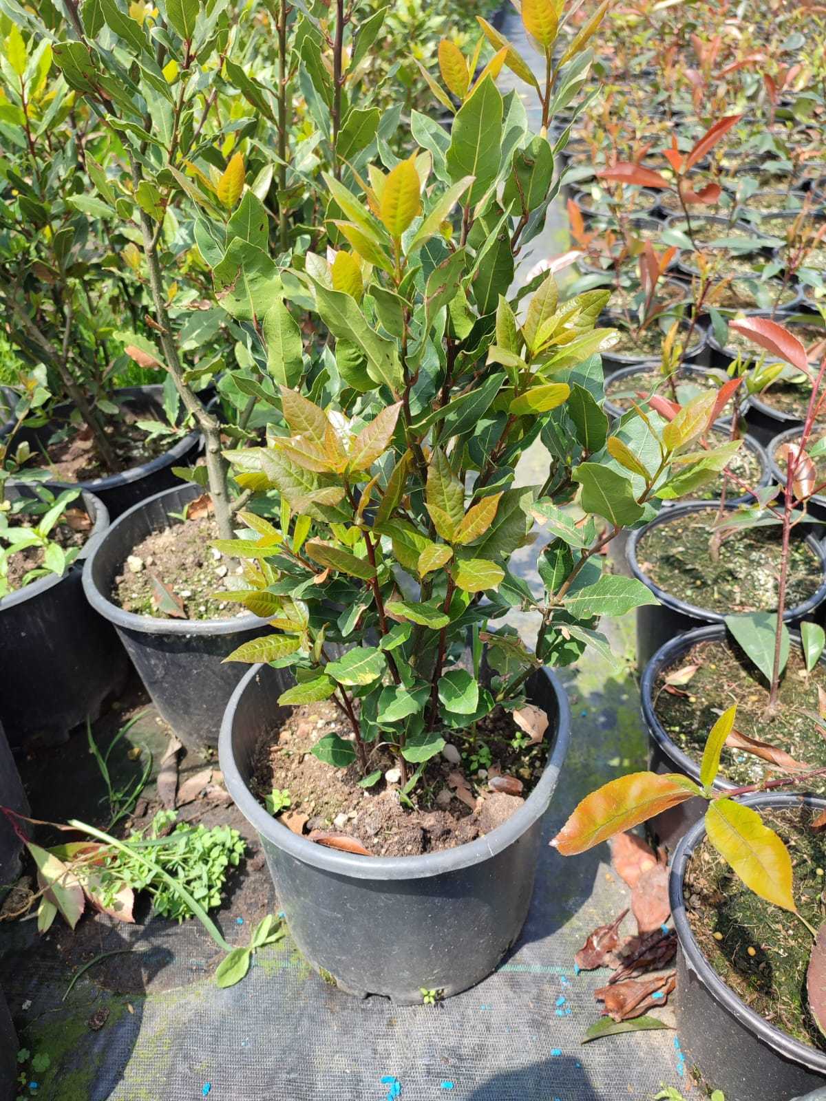 defne-40-60-3 Defne (Laurus nobilis) Çalısı 80-100 cm boy - Görsel 1