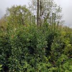 Defne Laurus Nobilis 150-175 CM 25 Litre