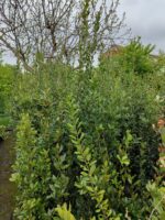 Defne Laurus Nobilis 150-175 CM 25 Litre - Görsel 4