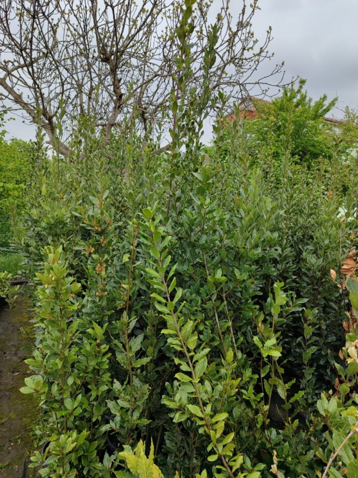 Defne Laurus Nobilis 150-175 CM 25 Litre - Görsel 4