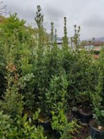 Defne Laurus Nobilis 150-175 CM 25 Litre - Görsel 3