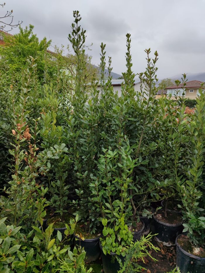 Defne Laurus Nobilis 150-175 CM 25 Litre - Görsel 3